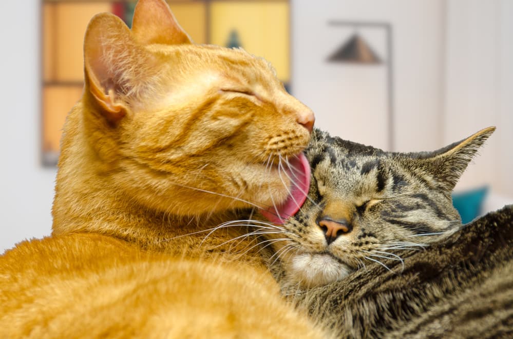 Cats grooming each other